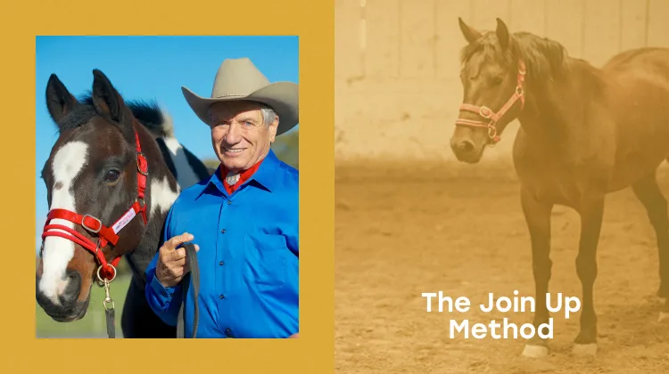 The Join Up method from Monty Roberts